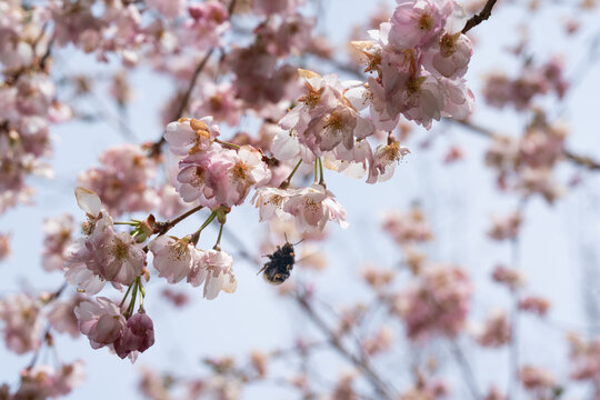 Biene in diversen Flugphasen vor rosa bl&uuml;hender Zierkirsche vollgepackt mit Bl&uuml;tenstaub