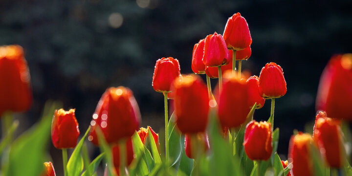 red tulips in the garden. blooming flowers on a sunny day in springtime. beautiful nature background