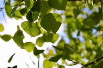 green leaves background
