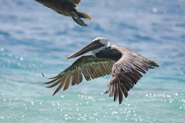 Pelican on the hunt