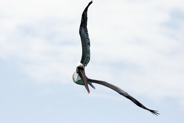 Pelican on the hunt