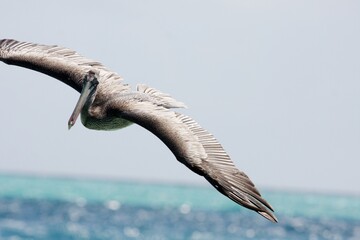 Pelican on the hunt