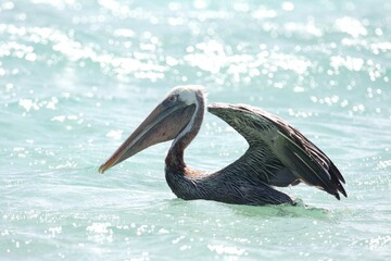 Pelican on the hunt