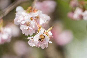 Fototapeta na wymiar Wespe auf rosa blühender Zierkirsche sammelt Blütenstaub
