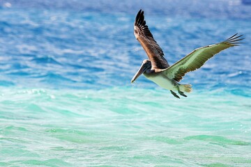 Pelican on the hunt