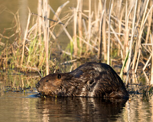 Beaver Photo Stock. Close-up profile view eating tree bark of twig in the pond with blur foliage background in its environment and habitat. Image. Picture. Portrait.