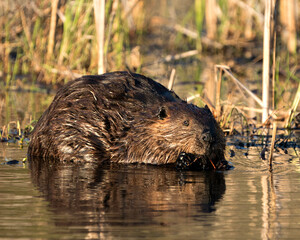 Beaver Photo Stock. Close-up profile view eating tree bark of twig in the pond with blur foliage background in its environment and habitat. Image. Picture. Portrait.