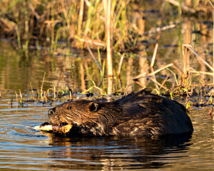 Beaver Photo Stock. Close-up profile view eating tree bark of twig in the pond with blur foliage background in its environment and habitat. Image. Picture. Portrait.