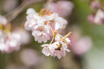 Wespe auf rosa blühender Zierkirsche sammelt Blütenstaub