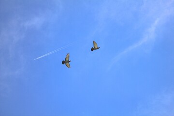 Flying pigeons and a plane crouching down against the blue sky. 