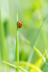 Ladybird (Coccinella septempunctata) on blade of grass