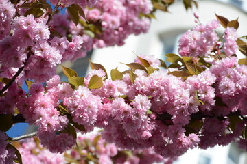 Pink sakura flowers on a blurred background of a house in the city