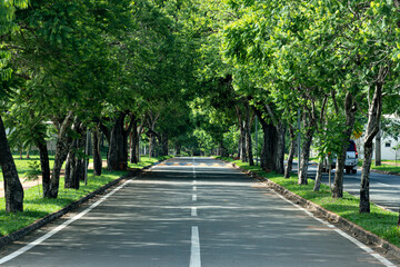 Fototapeta na wymiar Path of trees in the city