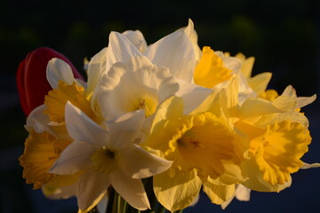Fototapeta premium White-yellow bouquet daffodils on a dark background