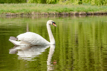 Mute swan on the water surface of the river.