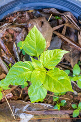 Pot with fresh chili plant on blurred background