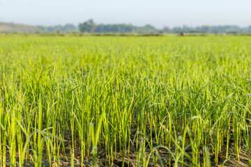 Green natural background with the fresh grass