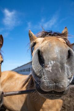 Horses in the paddock at the farm. Photographed close-up against the background of the sky.