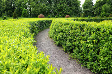 Beautiful view of green hedge maze on sunny day - obrazy, fototapety, plakaty