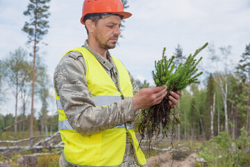 forest worker holds green tree seedlings in his hands.  The concept of afforestation in forestry.