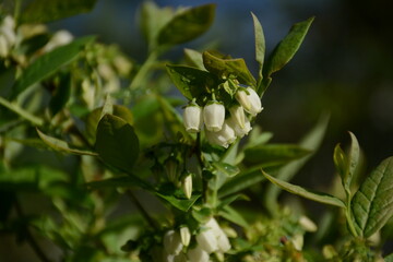 Blueberry bush blooms with white flowers in the garden
