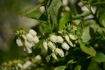 White blueberry flowers close up