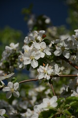 Apple tree in bloom on sky background