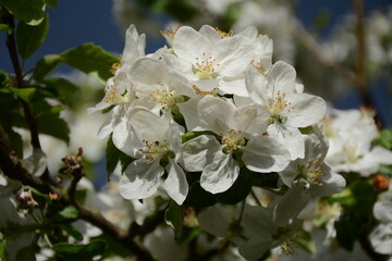 Big flowers of an apple-tree on a blurred background