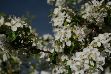 The apple tree blooms magnificently with white flowers