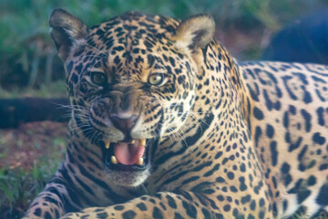 Jaguar in the zoo of Goiania in Brazil