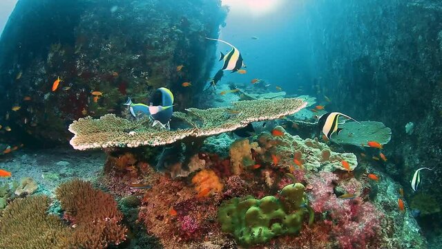 Hard and soft corals on a tropical reef in the Andaman Sea