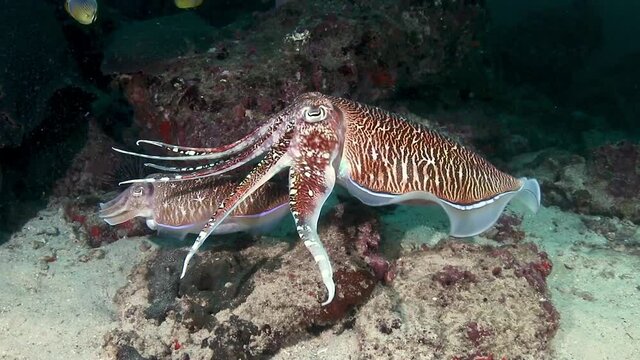Group of mating Cuttlefish underwater on a tropical coral reef