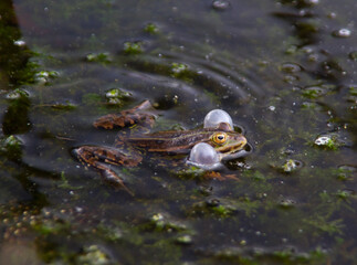 Frog, a Marsh frog or Pool frog, croaking with blown cheeks during mating ritual.