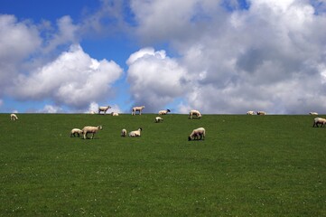 Schafe auf Nordseedeich