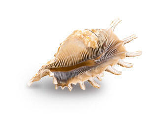 One isolated seashell on white. Beautiful texture and texture of the object