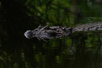 Brazilian alligator in the water with reflex 