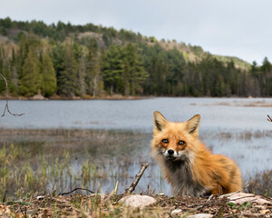Red Fox Photo Stock. Fox Image.  Head close-up and looking at camera with water and forest...