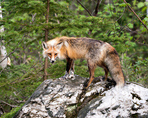 Red Fox Photo Stock. Fox Image. Close-up standing on a big rock with forest background in its habitat and environment. Picture. Portrait. Fox Image.