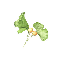 Watercolor painted illustration of Ginkgo Biloba branch with seeds. Transparent leaves isolated.