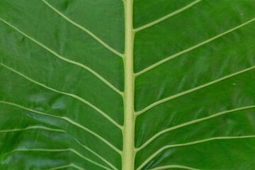 close up of the a green leaf