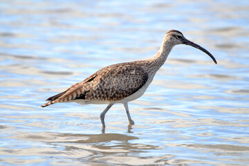 American Whimbrel (Numenius hudsonicus) mussing in the 