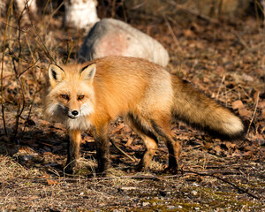 Red Fox Photo Stock. Fox Image. Close-up profile side view looking at camera in the spring season...