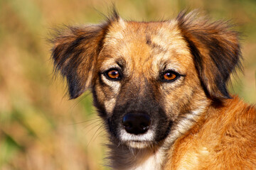 brown street dog looking for the camera