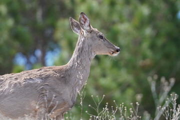 A deer looks around in a forest.