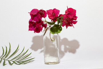Ramo de flores en una botella con agua, fondo blanco