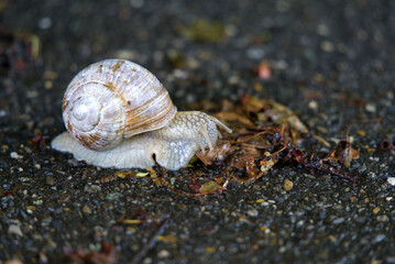 Close-up of snail with shell on street eating leaves. Photo taken May 20th, 2021, Zurich, Switzerland.
