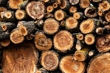 Old wooden tree cut surface. Detailed warm dark brown and orange tones of a felled tree trunk. 