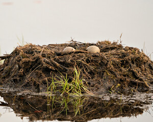 Loon Eggs Photo Stock. Loon eggs and nest building with marsh grasses and mud on the side of the lake in their environment and habitat in a magical time. Image. Picture. Portrait.