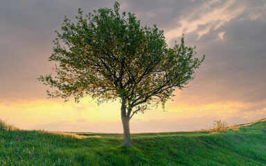 Fototapeta premium A single blooming tree on a mountain green grass hill in front of sunset bright sky with clouds.