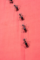 Black iron ants at red facade of apartment building. Photo taken May 20th, 2021, Wallisellen, Switzerland.
